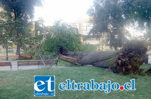 Un inmenso árbol cayó la madrugada frente a la Municipalidad de San Felipe, destruyendo escaños aunque sin dejar personas heridas.