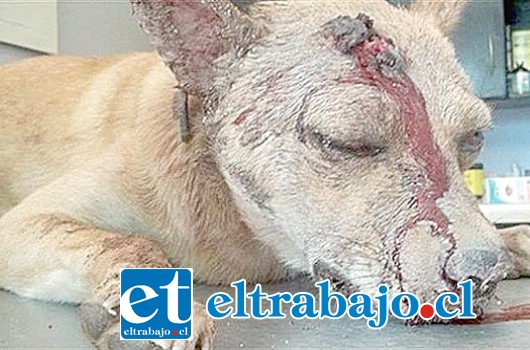 La mascota fue brutalmente agredida con una herramienta, por su amo en una vivienda en calle Benigno Caldera en San Felipe. (Foto Referencial).