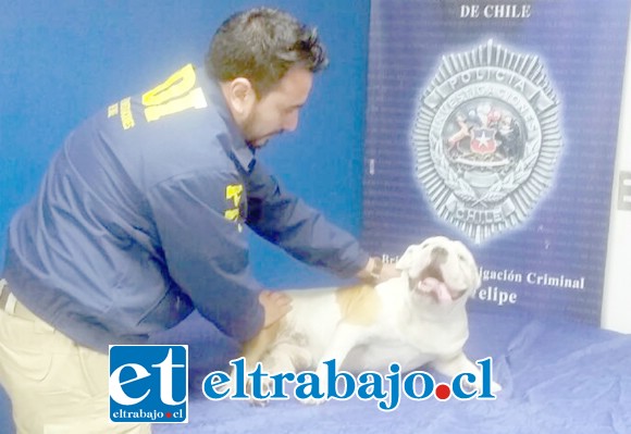 El perro de raza bulldog inglés fue recuperado tras el procedimiento efectuado por los funcionarios de la Bicrim de la Policía de Investigaciones de San Felipe.