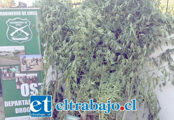 Un total de 21 plantas de cannabis sativa y 174 gramos de marihuana elaborada fue el resultado del operativo efectuado por el OS7 de Carabineros en las comunas de Panquehue y San Esteban.