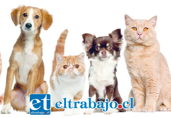 Desde este viernes 9 de marzo comenzó a regir el Registro de mascotas, de acuerdo a lo estipulado en la Ley Cholito.