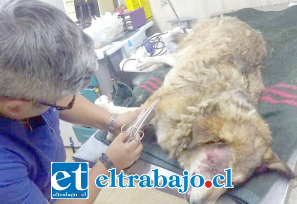 Pese al grave daño sufrido por la perrita, ésta se recupera lentamente en la clínica veterinaria Alcántara de San Felipe.