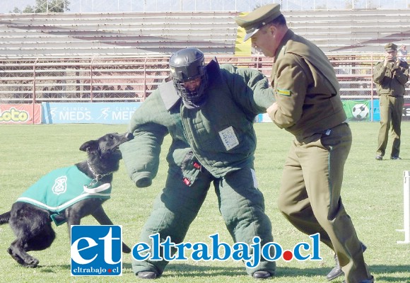 Las habilidades de los perros policiales en el apoyo a la labor de Carabineros quedaron de manifiesto durante la presentación.