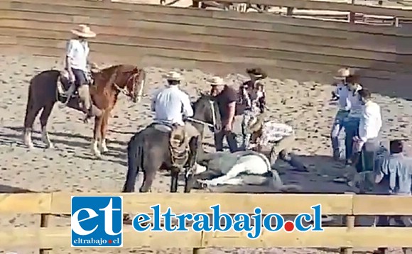 En la imagen capturada de un video que circuló por las redes, se aprecia el momento en que el caballo queda tirado en el piso tras encabritarse y botar a su jinete.