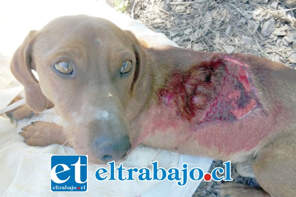 El indefenso can fue descubierto por vecinos del sector Las Vizcachas, quienes han estado ayudando en sus cuidados y recuperación.