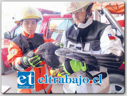 Personal de Bomberos de la comuna de San Esteban, logró rescatar un águila chilena que fue encontraba en muy malas condiciones en el sector cordillerano de San Francisco.