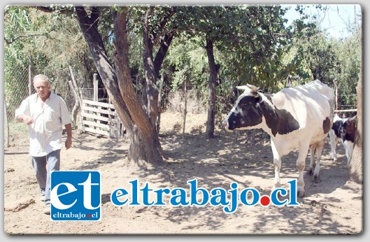 El campesino aseguró que no le temblará la mano en dispararle a uno de esos delincuentes si se atreven a ingresar a su terreno a robar los animales.