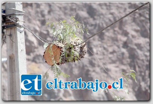 El lente de Diario El Trabajo captó la imagen que por estos días distrae la atención de los transeúntes que pasan por Calle Bueras y Manso Velasco.