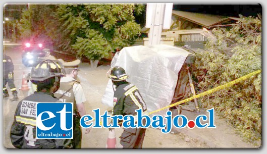 El vehículo se salió de su pista a gran velocidad y tras derribar un árbol, terminó destruido al chocar un poste.