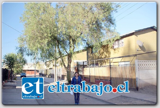 Este árbol en el Pasaje Abrazo de Maipú de la Población Doña Javiera Carrera, que origina serios inconvenientes eléctricos a los vecinos del sector.