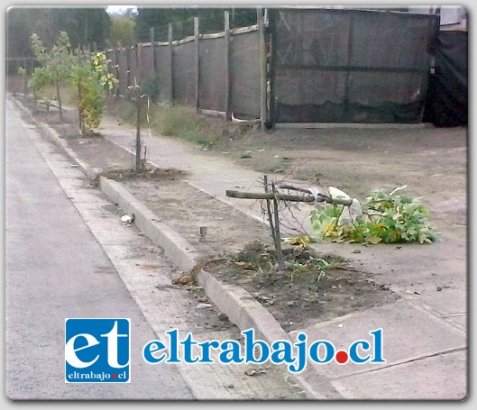 Esta calle es nueva, hace mas menos cuatro años nuestra Inmobiliaria la forestó con mas 80 árboles, plantando por ambos costados de la calle con variedades como Tuliperos y Liquidámbar.