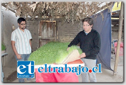 La técnica permite un ahorro sustantivo de agua además de la disponibilidad del forraje todo el año.