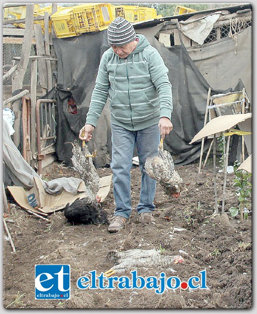 TODAS MUERTAS.- Luis Espinoza señaló que su padre, Jorge Espinoza, de 85 años de edad, como es habitual se trasladó a alimentar a sus gallinas que estaban al interior de un gallinero, comprobando que prácticamente todas estaban muertas y algunas mal heridas.