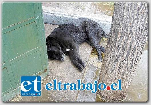 Gran temor existe por el estado de las instalaciones eléctricas de la Plaza de Armas de Los Andes, luego que la mañana de este sábado un perrito callejero muriera electrocutado.