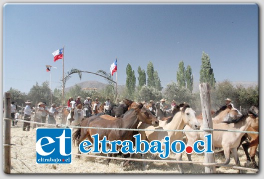 La trilla a yegua suelta es parte de las actividades a realizarse durante esta jornada patria en las poblaciones de Putaendo.