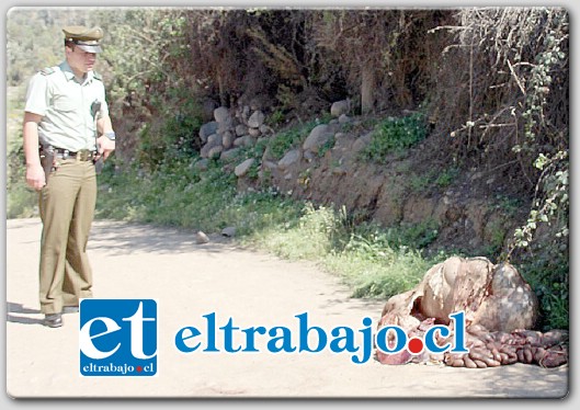 En horas de la mañana de este martes, transeúntes vieron con impacto cómo en el camino que conduce al sector La Peña, los restos interiores de un animal.