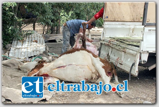 El afectado dijo que pasado el mediodía de este jueves y con la ayuda de algunos vecinos, pudo llevarse los animales hasta su casa, y que se vieron en la obligación de tener que terminar de faenarlos.