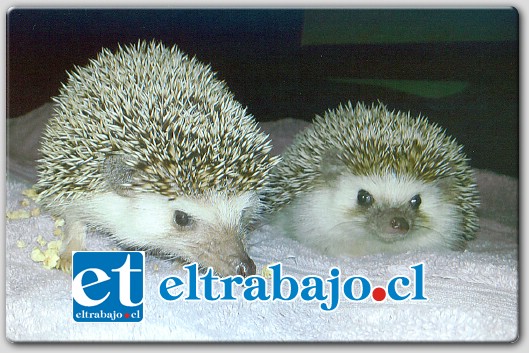 Estos son los dos erizos terrestres que fueron robados. Al fondo, mirando de frente a la cámara, Pascual, el regalón de la casa.