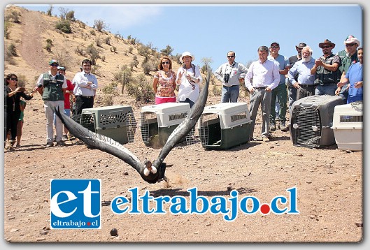 La tarde de este miércoles en el sector El Rungue de la comuna de Putaendo, fueron liberados los cinco cóndores que resultaron intoxicados al comer animales envenenados en Tabolango.