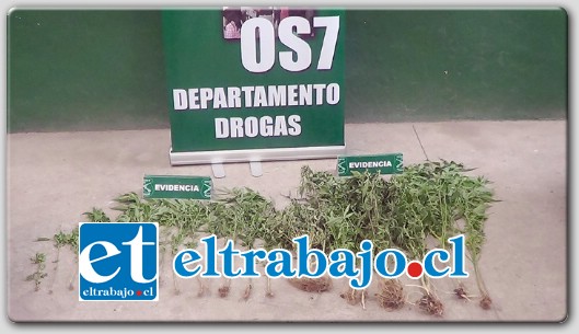 Personal de OS7 de Carabineros Aconcagua incautó 22 plantas de cannabis sativa desde el patio de una vivienda ubicada en Calle Agustín Edwards de la comuna de Llay Llay el pasado viernes.