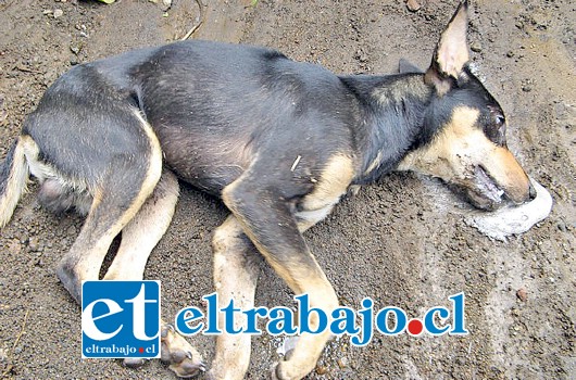 El denunciante aseguró que la situación ya es preocupante y teme que el veneno que se ha estado ocupando para matar a sus perros y los de otros vecinos, pueda afectar también a niños. (Foto referencial)