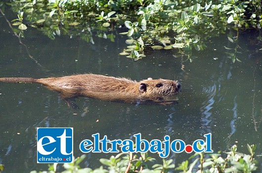 El Coipo es un animal que vive preferentemente en humedales, por lo que la situación de escasez hídrica les está afectando dramáticamente, al punto que algunos de ellos están desapareciendo.