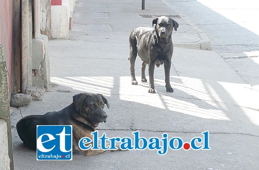 Estos perros son los que atacaron a Mario y normalmente se encuentran en la berma en donde atacan a los transeúntes.