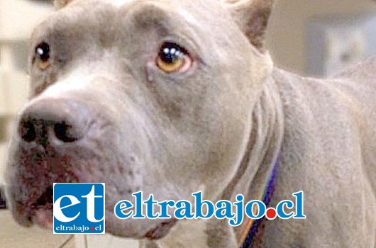 La perra de raza Pitbull mestiza se encuentra satisfactoriamente luego de haber sido intervenida por un veterinario que le salvó la vida al extraerle una bala alojada en su cuerpo (FOTO REFERENCIAL)