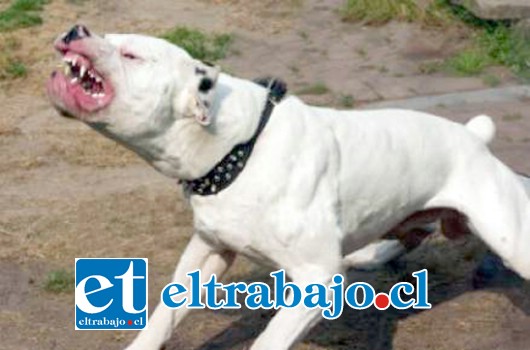 El perro de raza Pitbull fue reducido a balazos por los funcionarios policiales debido al peligro que representaba para los protagonistas de los hechos en el interior de una vivienda ubicada en calle Los Viñedos de la Villa Bernardo Cruz de San Felipe (Foto Referencial).