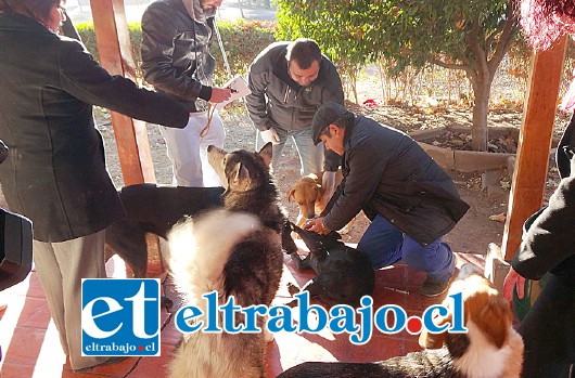 Son cerca de 10 perros los que habitan en el Santuario de Auco y que fueron atendidos por el departamento de de Medio Ambiente del municipio rinconadino.