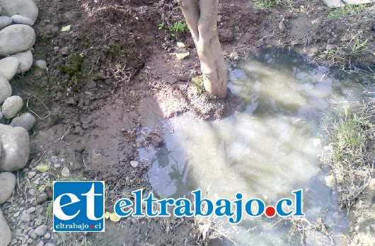 Las aguas contaminadas en las tazas de los árboles dan cuenta del grave riesgo sanitario al que está expuesta la población por falta de recursos.