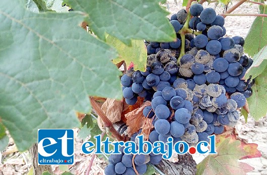 HONGO NEFASTO.- El Moho Gris o Botrytis (Botrytis Cinerea), que es un hongo patógeno capaz de atacar a más de 220 variedades de plantas.