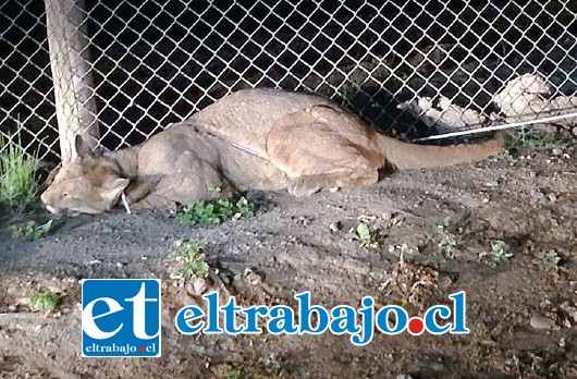 El puma fue capturado por vecinos y Carabineros de Curimón utilizando todo su ingenio. Afortunadamente no se registraron personas lesionadas ante un eventual ataque de este felino. (Foto Facebook: Lukas Barahona)