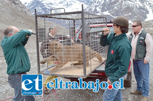 El llamado a la comunidad es a no capturar animales salvajes ya que ponen en peligro la integridad de los captores como de los animales apresados.