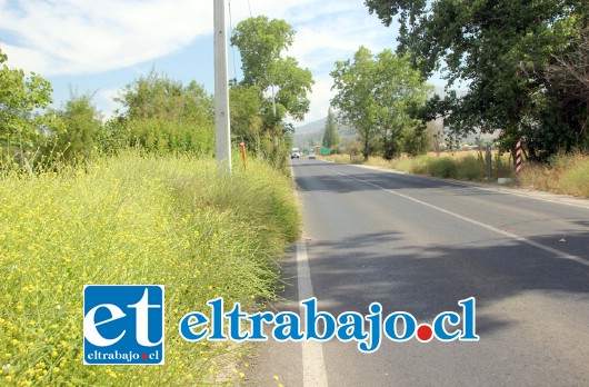 La vegetación incluso ha cubierto las bermas de la calle, llegando casi hasta la calzada.