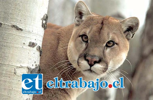 Se trataría de más de un Puma que ha realizado ataques hacia ganado caprino en los sectores de Los Patos y El Manzano. (Foto referencial)