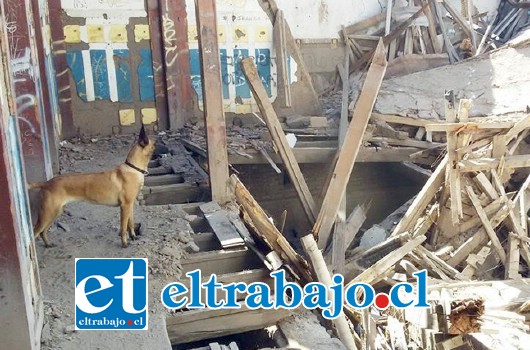 En el encuentro se destacó el déficit que existe de perros adiestrados para la búsqueda.