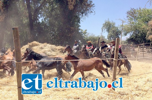 Este domingo y con gran concurrencia se llevó a cabo la 39ª versión de Trilla a Yegua Suelta de San Esteban, evento que busca rescatar nuestras tradiciones y preservar la identidad del Valle de Aconcagua.