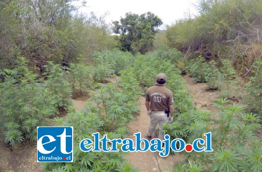 Más de 22 mil plantas de cannabis sativa han sido erradicadas por personal de OS7 de Carabineros en las provincias de San Felipe, Los Andes y Petorca.