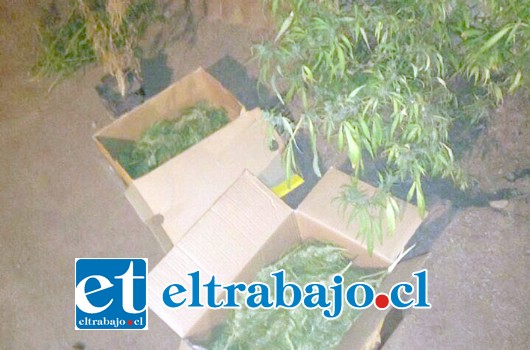 Un total de 650 gramos de marihuana elaborada mantenía la imputada al interior de su domicilio en la población Los Copihues de Llay Llay.