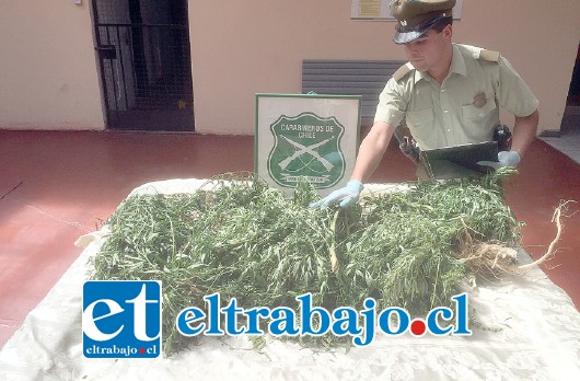 Carabineros incautó las plantas de cannabis sativa desde el interior de un domicilio de la población Santa Teresa de la comuna de Llay Llay.