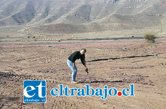 Productores de pasas tuvieron millonarias pérdidas producto de las intensas lluvias y los trabajos que realizaron en los esteros de Tabolango.