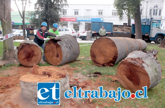 ADIÓS PALMERA.- Ayer martes los obreros de la empresa Em Huella Ltda. Se dieron a la tarea de talar una palmera y un roble americano que estaban en la Plaza de Armas ya en peligro de caer. Así, son más de 40 las intervenciones en este sentido que el Municipio ha ordenado desarrollar en nuestra ciudad. (Foto Roberto González Short)