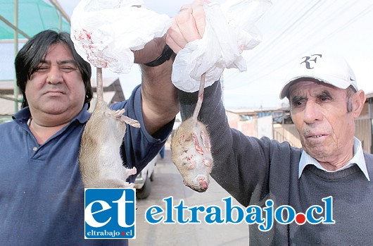 RATONES DE COLA LARGA.- Don Juan Torrejón y Manuel Cabrera muestran a Diario El Trabajo los enormes ratones de larga cola que en Población Luis Guajardo Guerrero están apareciendo desde hace semanas, ahora ya los están capturando, situación que dispara las alertas en relación al Hantavirus en nuestra comuna. (Fotos Roberto González Short).