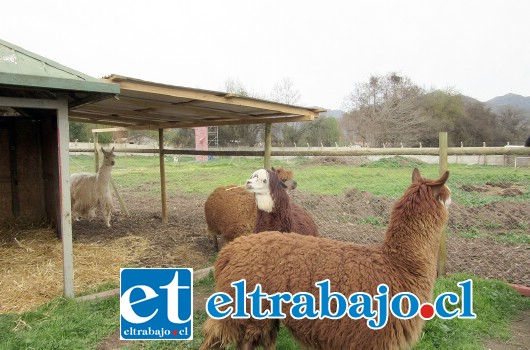 La Ecogranja, entre sus atracciones como pulmón verde, alberga a más de 30 variedades de animales, tales como cabras, ovejas, cuyis, conejos, cerdos y alpacas.