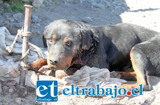 MURIÓ ‘CABEZÓN’.- Este perrito es la última víctima de quienes están exterminando a las mascotas en Población 21 de Mayo.