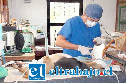 Serán aproximadamente mil mascotas las esterilizadas con veterinarios de manera gratuita en Panquehue.