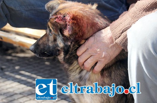 El Pistola, perrito callejero que deambula por la Plaza de Armas de Putaendo sufrió la amputación de su oreja izquierda, a manos de un sujeto, que sin razón aparente, cortó la extremidad auditiva del can.