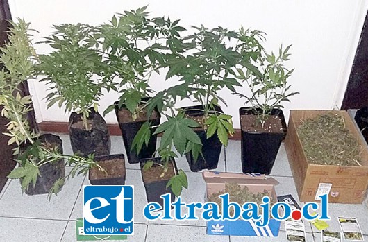 En una revisión del inmueble del detenido, hallaron dos cajas de zapatos con 822 gramos de marihuana elaborada, siete plantas cultivadas en un invernadero In Door y 23 maceteros con semillas de Cannabis Sativa.