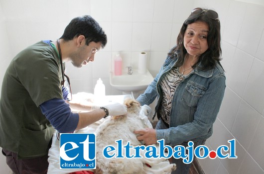 Alrededor de 52 mascotas, han sido atendidas en el centro veterinario municipal en la primera semana de funcionamiento.